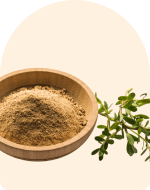 Brahmi (Bacopa)