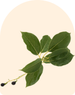 Camphor Essential Oil