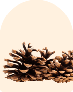 Cedarwood Essential Oil