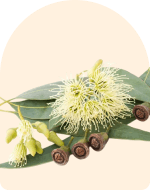 Eucalyptus Essential Oil