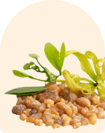 Frankincense Essential Oil