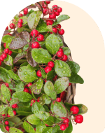 Wintergreen Essential Oil